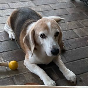 Meet your Posher, Leon